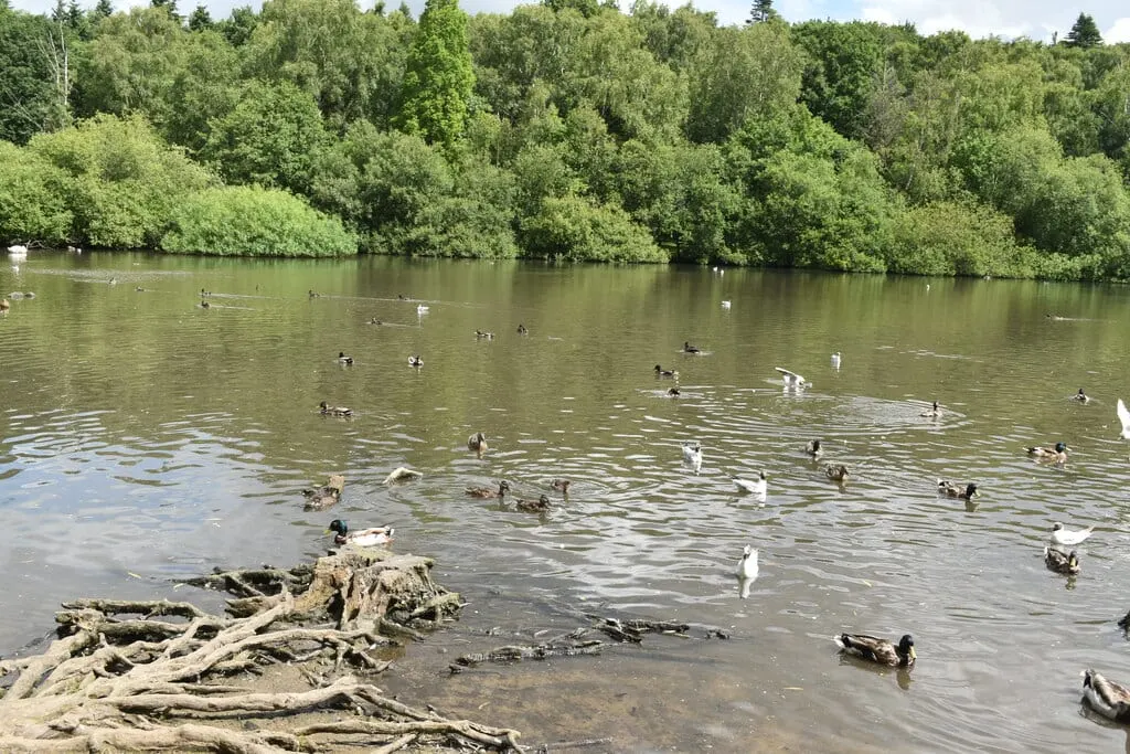 Photo of Golden Acre Country Park, a country park near Otley, West Yorkshire, northern England.