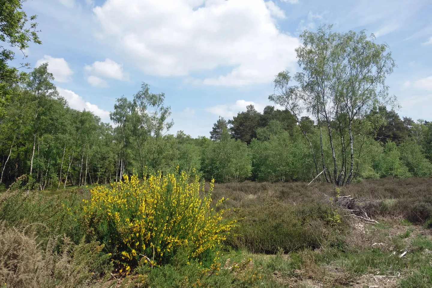 Photo of Newtown Common, Barn Plot, a country estate near Newbury, Hampshire, south east England.