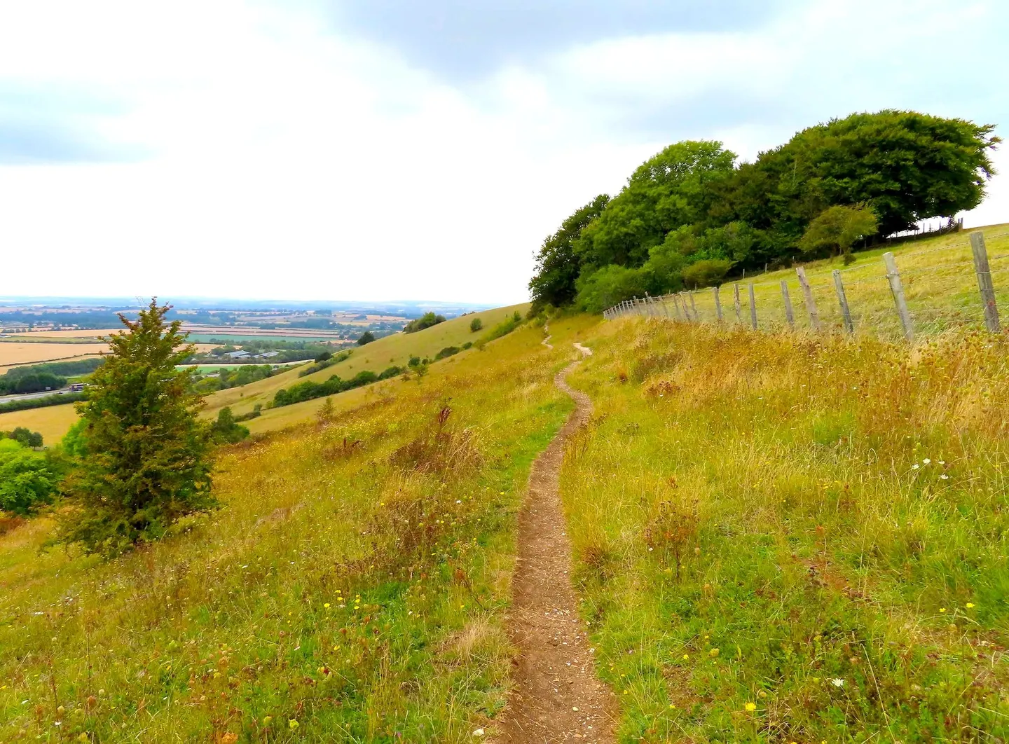 Photo of Aston Rowant, a National Nature Reserve near Watlington in the Chilterns, Oxfordshire, south east England.