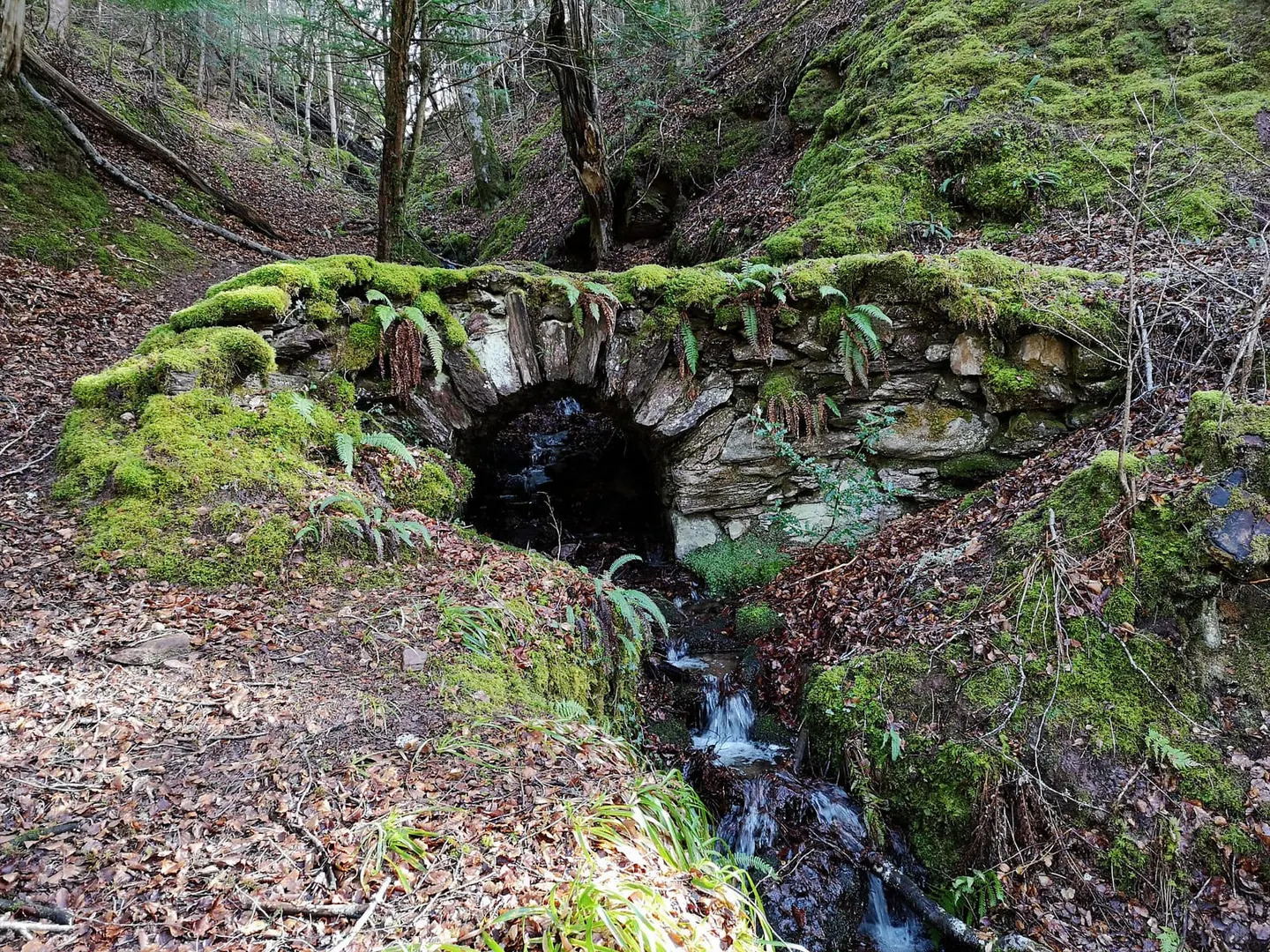 Photo: Reelig Glen, a viewpoint near Kiltarlity, Highland, the Scottish Highlands and Islands.