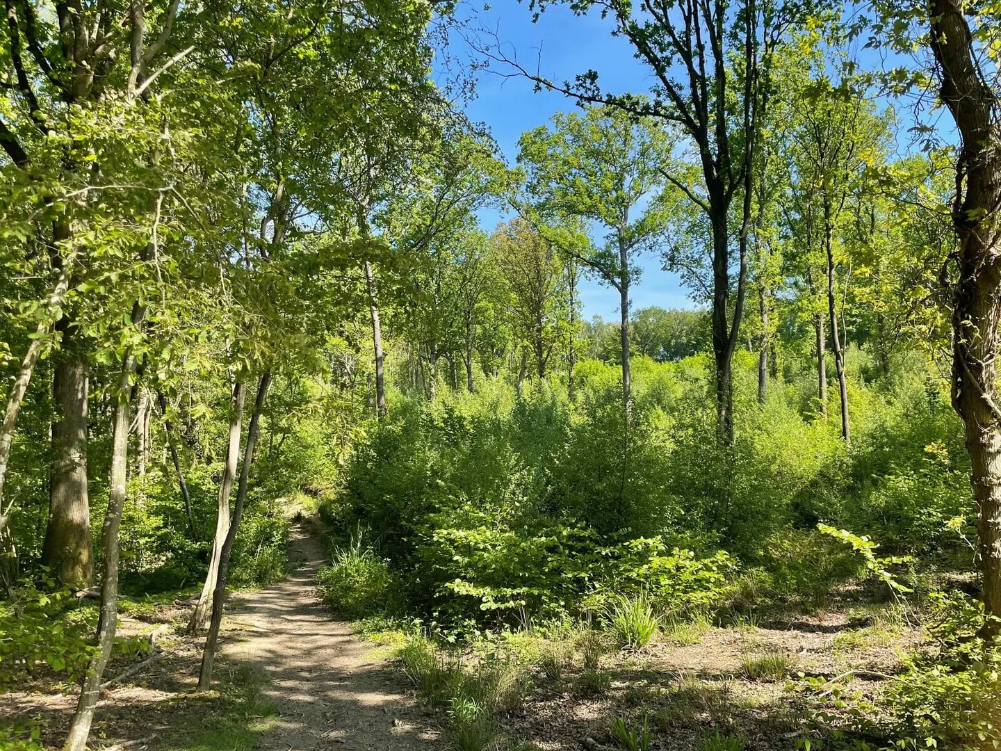 Photo of Maplehurst Wood, a Site of Special Scientific Interest near Hastings in the High Weald, East Sussex, south east England.