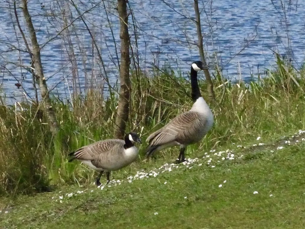 Photo of Parc Cwm Darran, a country park near Merthyr Tydfil, Caerphilly, south east Wales.