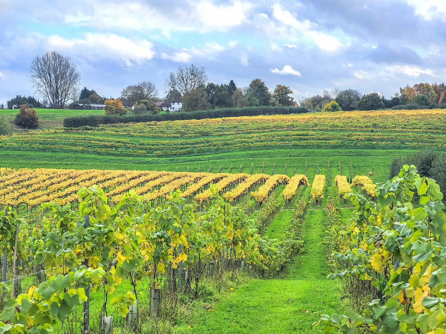 Photo of Three Choirs Vineyards, a vineyard near Newent, Gloucestershire, south west England.