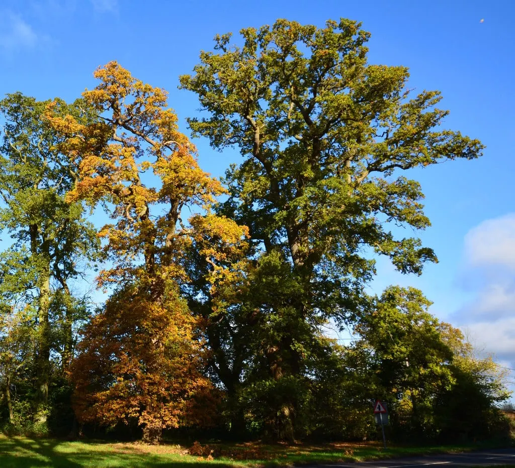 Photo of Bucklebury Common, a visitor attraction in the North Wessex Downs, Berkshire, south east England.