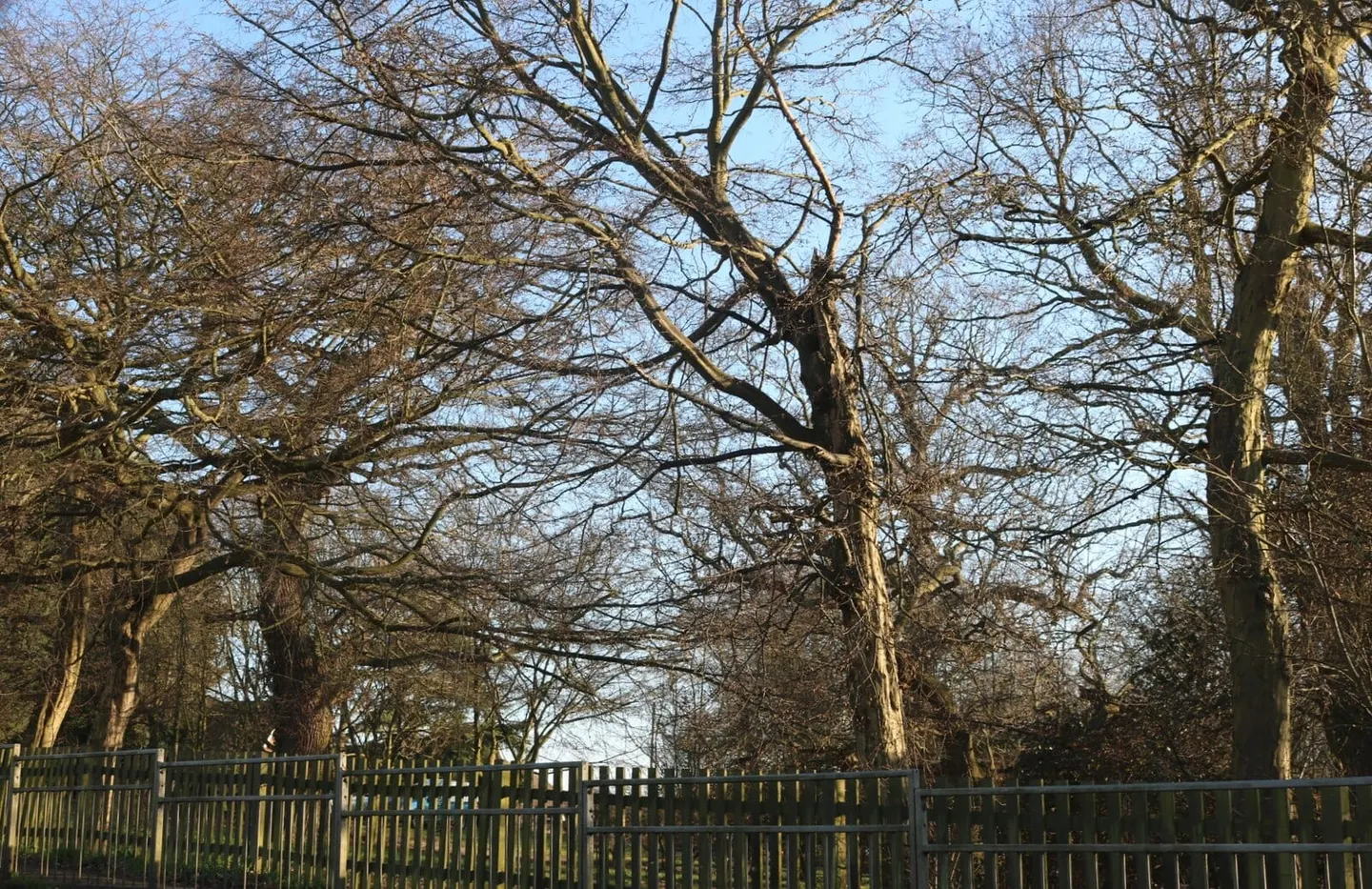 Photo of Danbury Country Park, a country park near Chelmsford, Essex, eastern England.