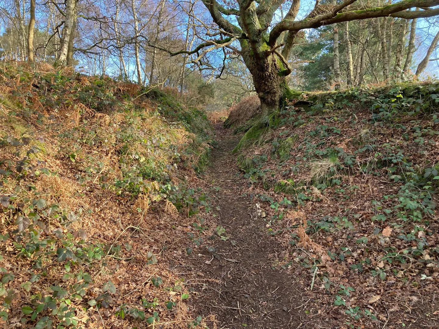 Photo of Albury Heath, a country estate near Shere, Surrey, south east England.