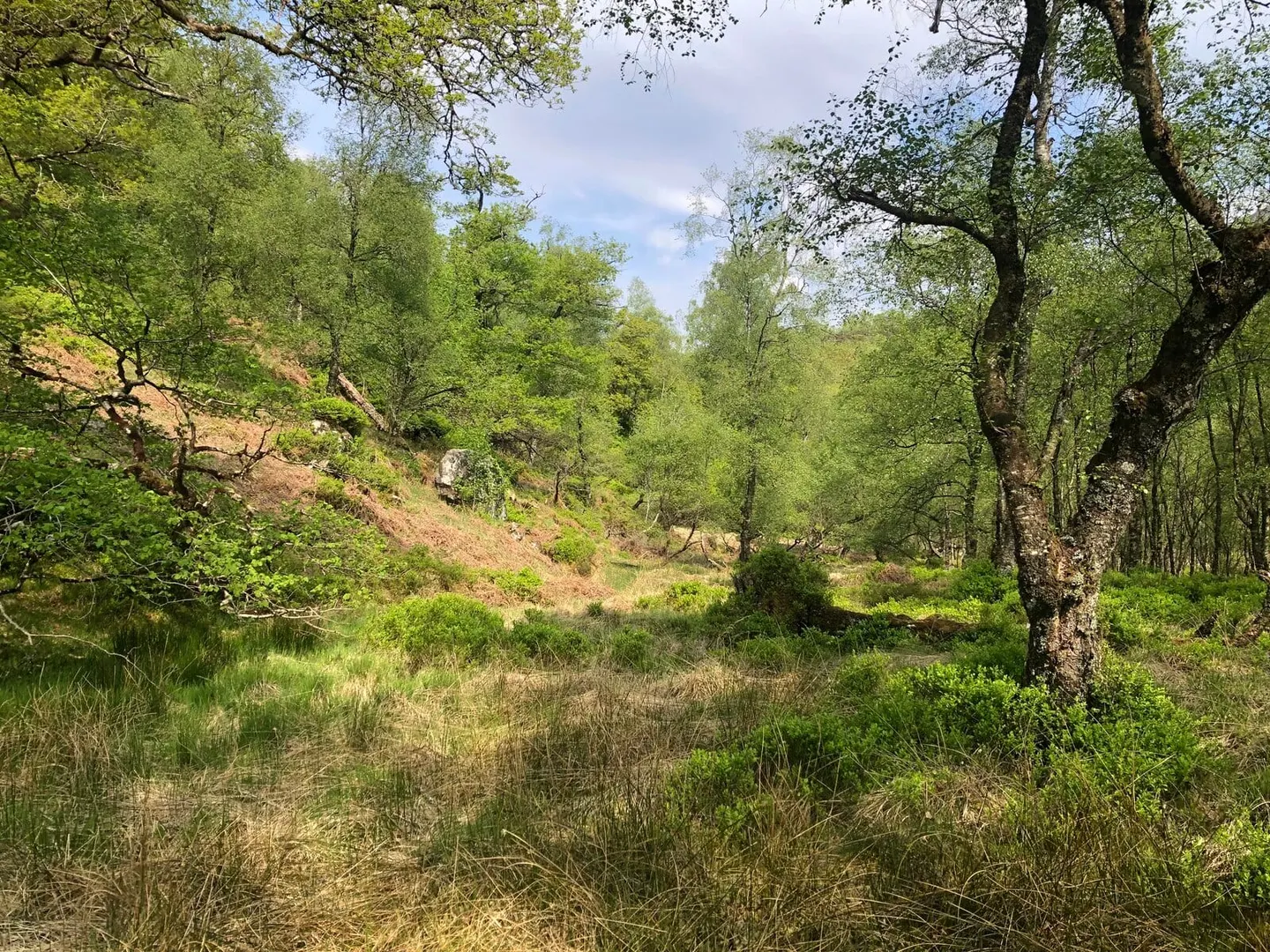 Photo of The Great Trossachs Forest, a National Nature Reserve near Stronachlachar, Stirling, central Scotland.