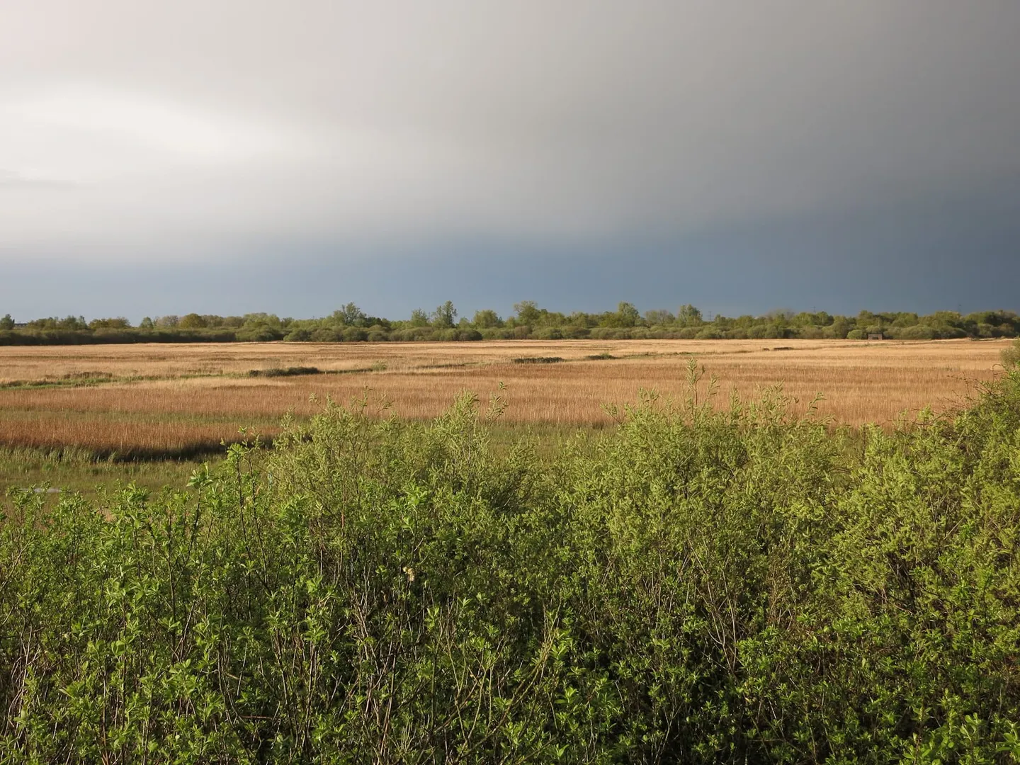 Photo of Wicken Fen, a National Nature Reserve near Reach, Cambridgeshire, eastern England.