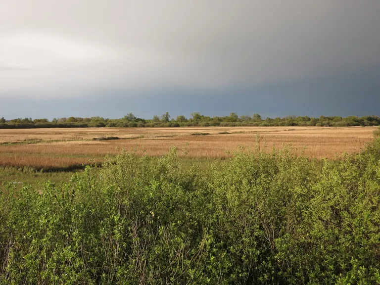 Photo of Wicken Fen, a National Nature Reserve near Reach, Cambridgeshire, eastern England.