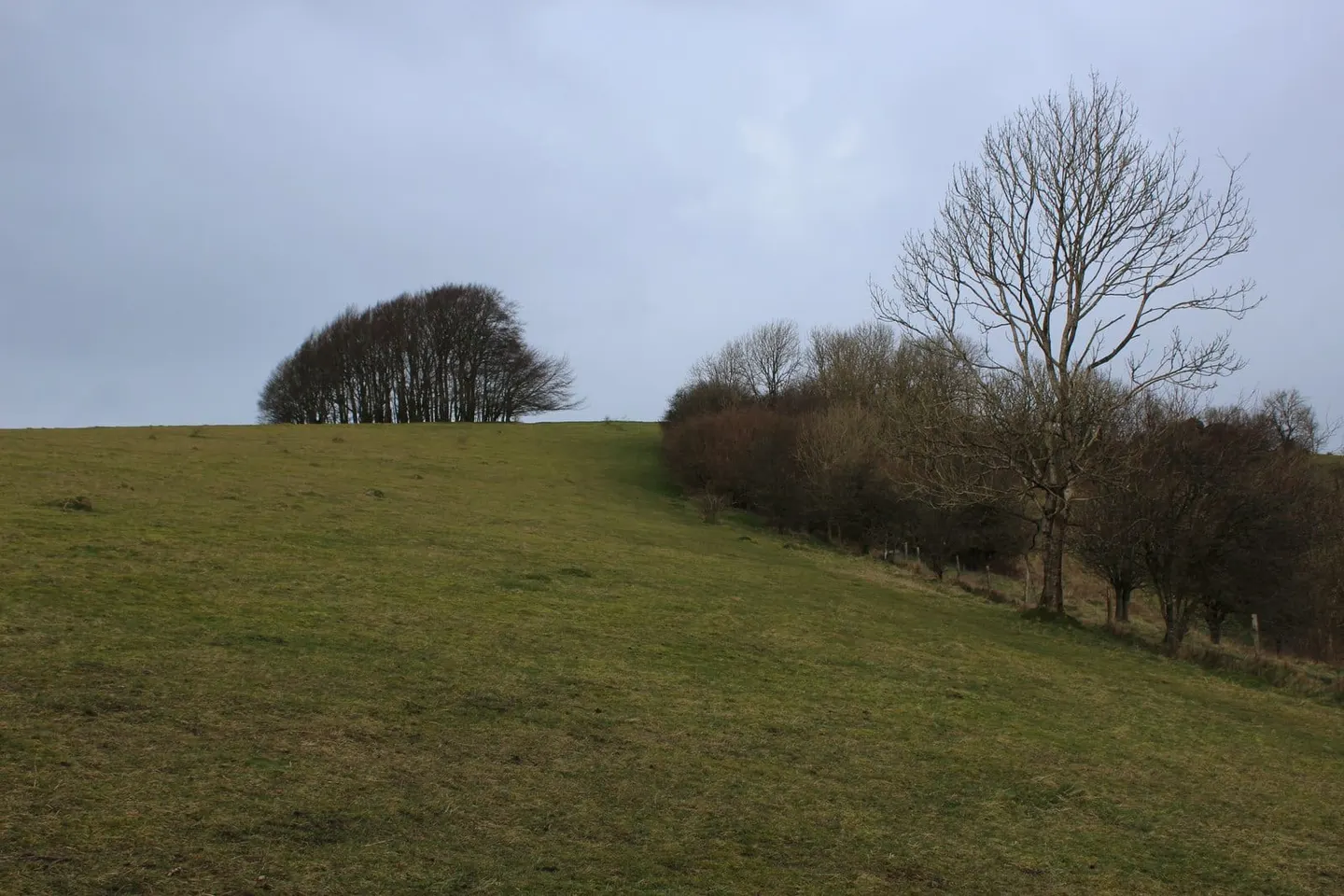Photo: Win Green, a 278m hill near Ashmore, Wiltshire, south west England.