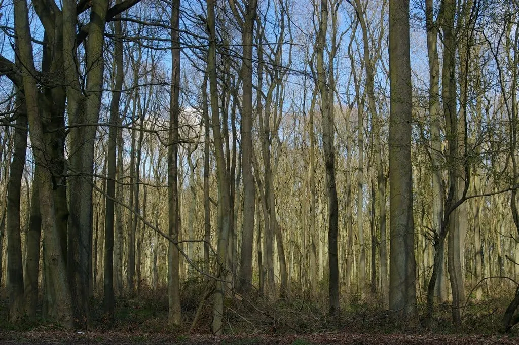 Photo of Aston Rowant Woods, a Site of Special Scientific Interest near Bledlow in the Chilterns, Oxfordshire, south east England.