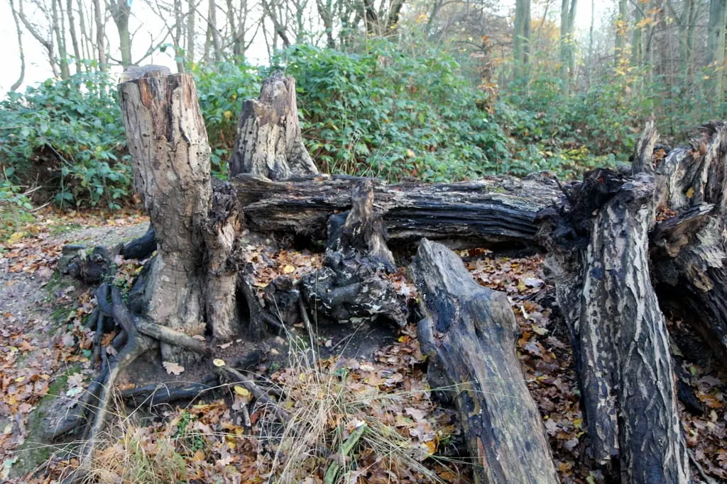 Photo of Whitewebbs Country Park, a country park near Crews Hill, London, England.