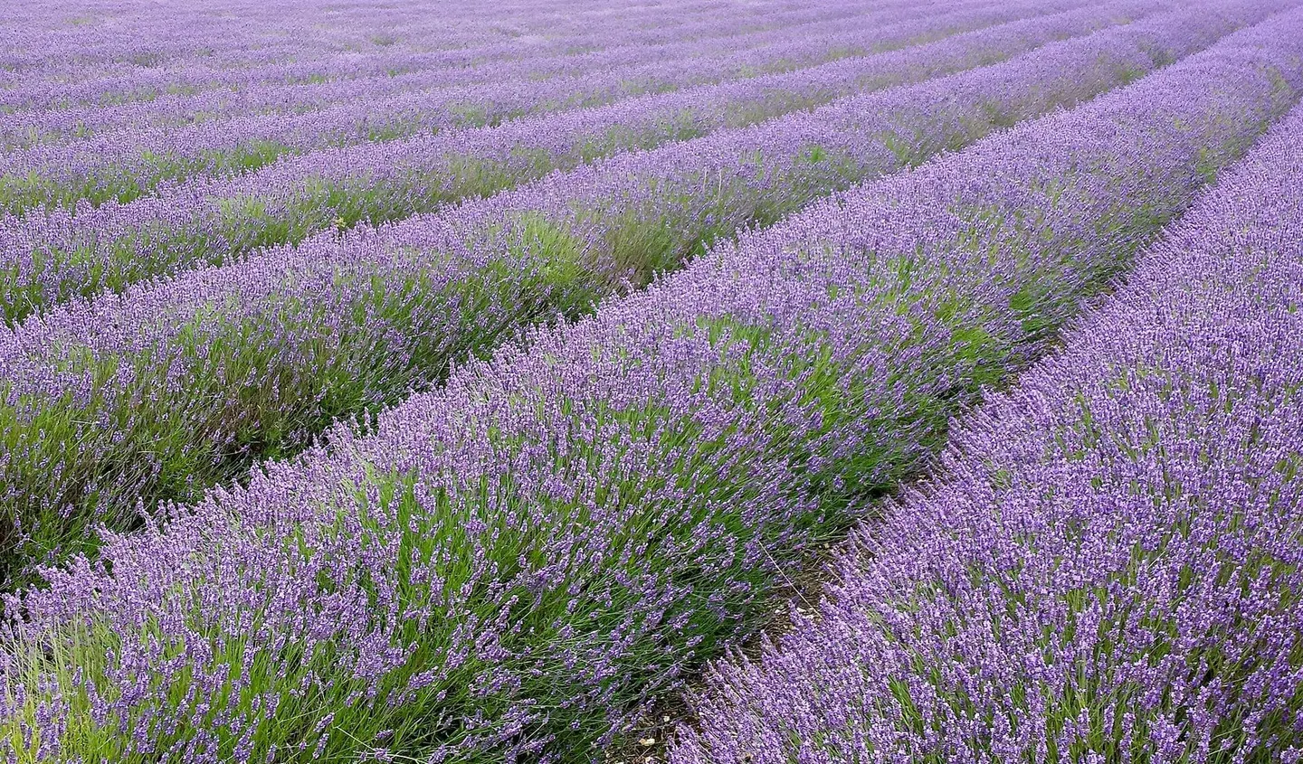 Photo of Hitchin Lavender, a visitor attraction in Hertfordshire, eastern England.
