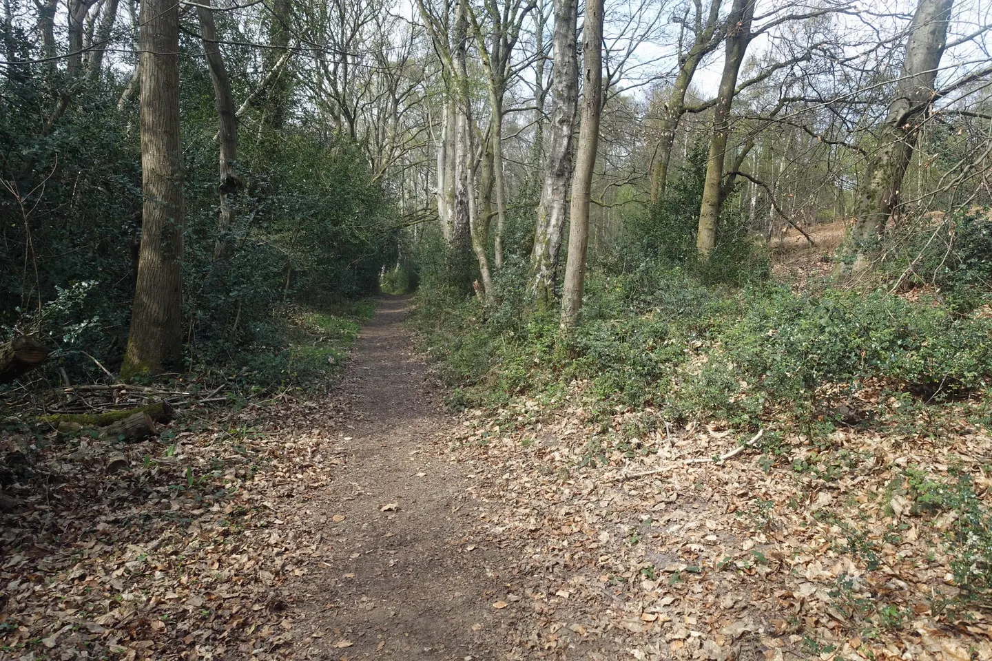 Photo of Sandhills Common, a country estate near Chiddingfold, Surrey, south east England.