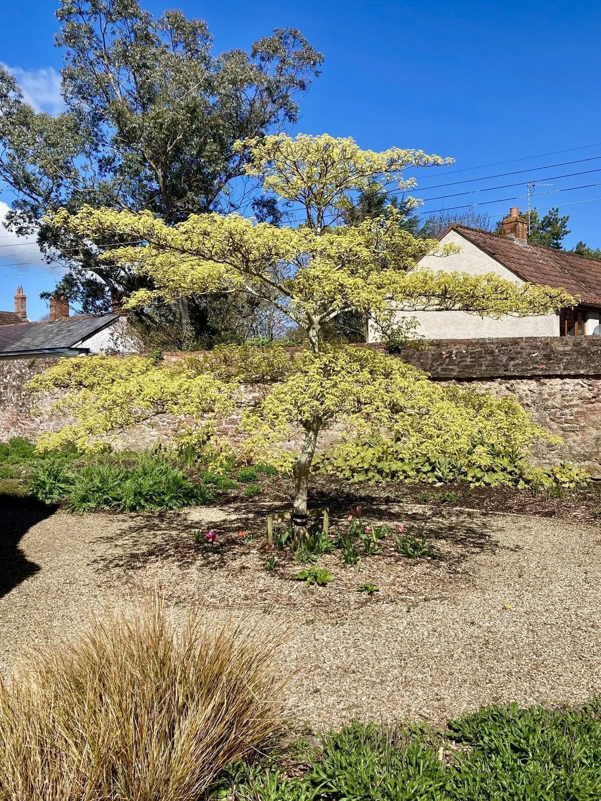 Photo of Cannington Walled Gardens, a garden in Somerset, south west England.