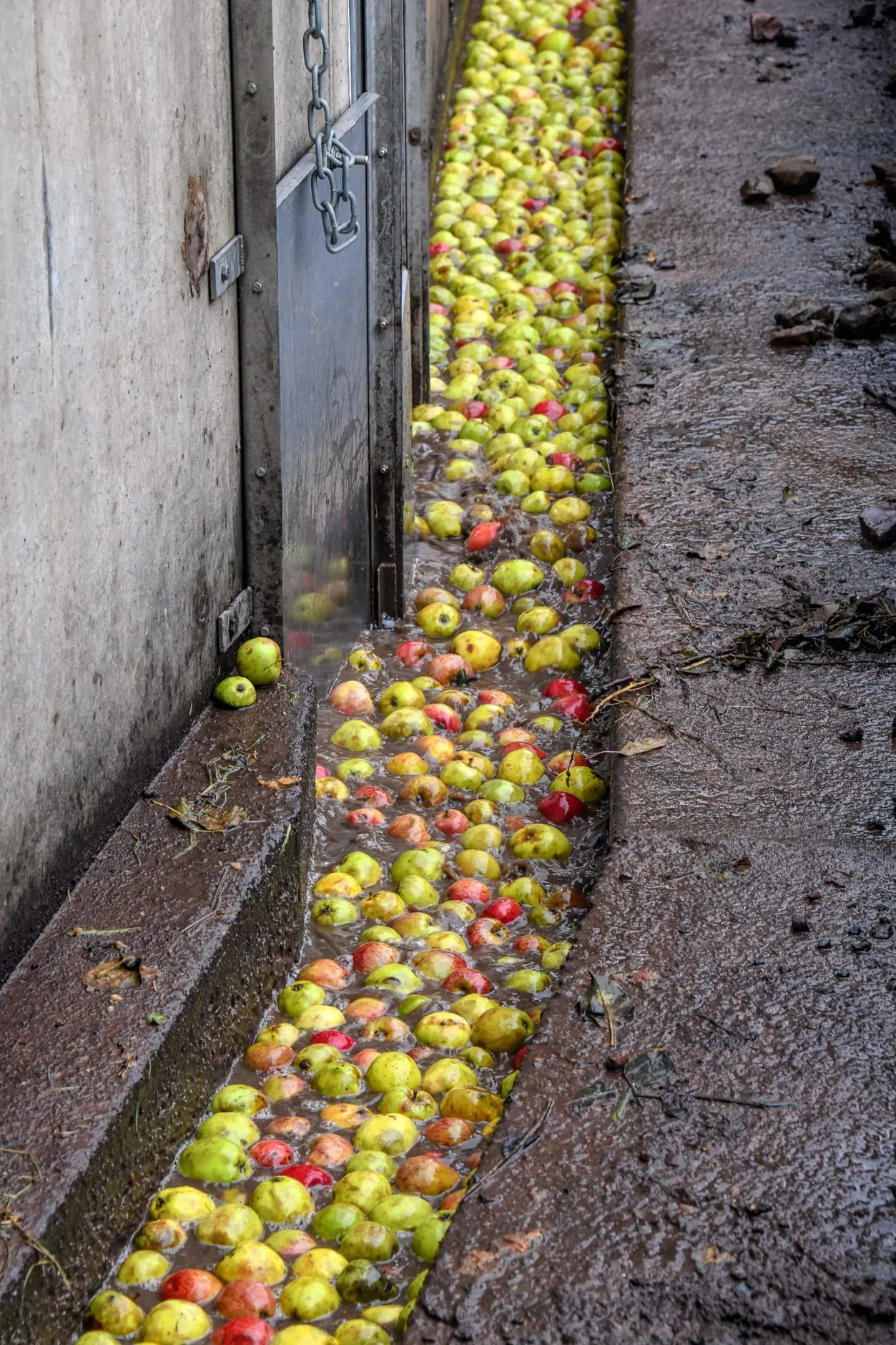 Photo of Sandford Orchards, a farm & farm shop near Crediton, Devon, south west England.