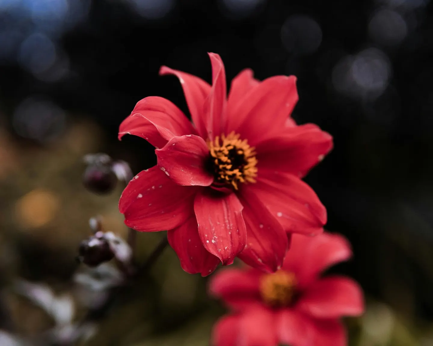 Photo of RHS Garden Rosemoor, a garden near Great Torrington, Devon, south west England.