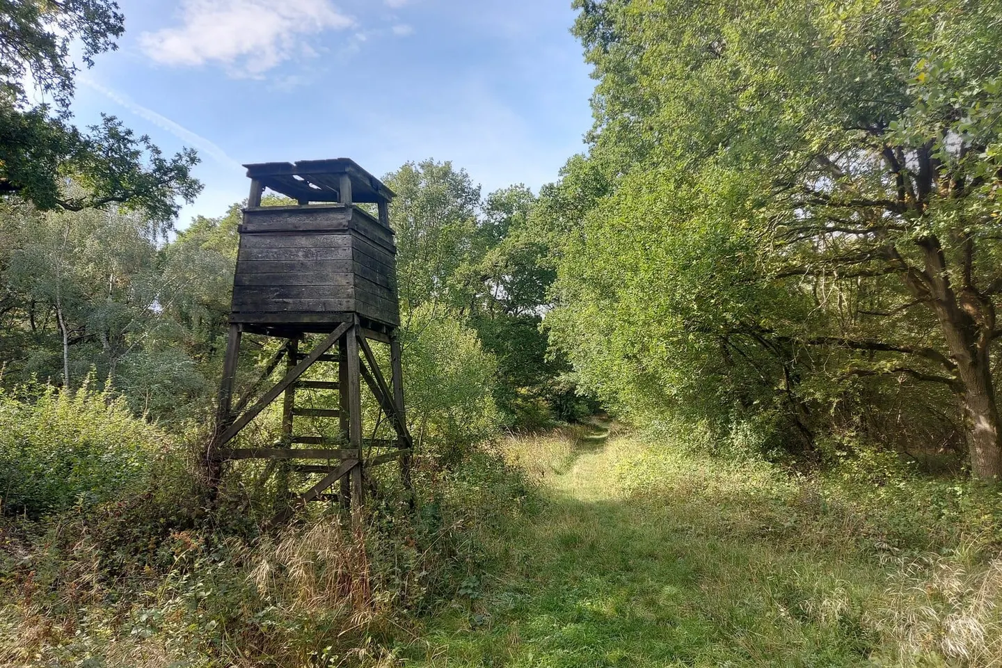 Photo of Castor Hanglands, a National Nature Reserve near Peterborough, Cambridgeshire, eastern England.