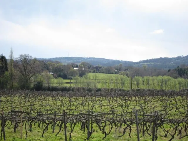 Photo of Carr Taylor Vineyard, a vineyard near Westfield in the High Weald, East Sussex, south east England.