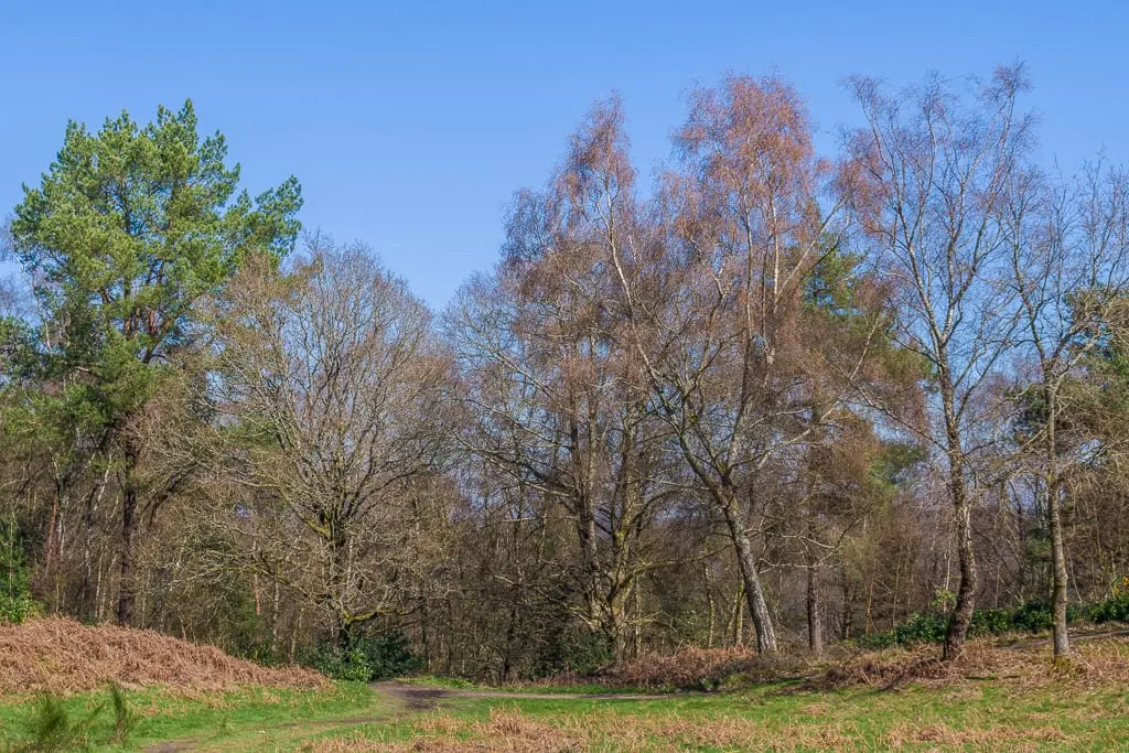 Photo: Holmbury Hill, a viewpoint near Peaslake, Surrey, south east England.