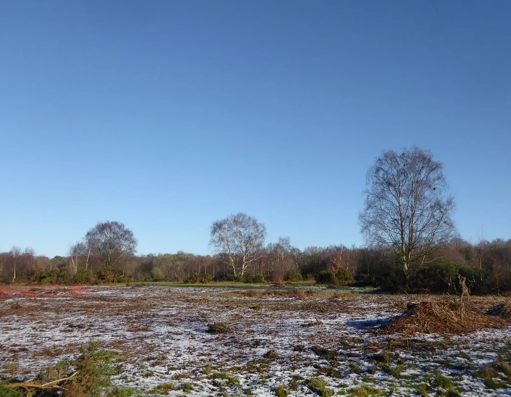 Photo of Headley Heath, a country estate near Mickleham, Surrey, south east England.