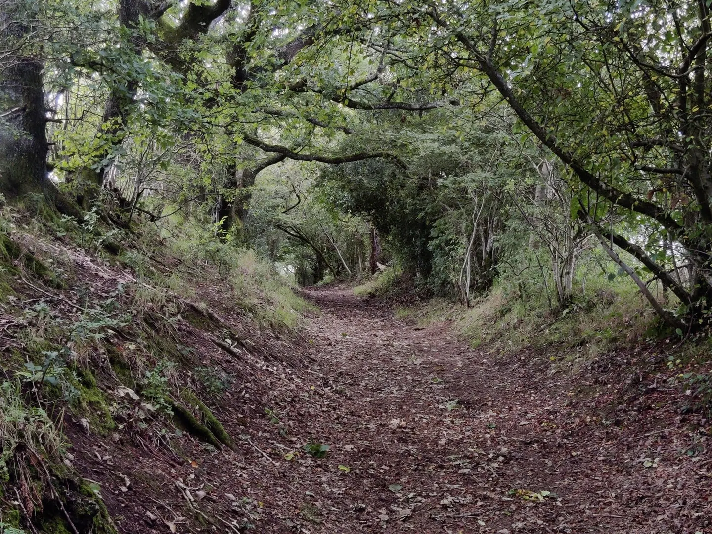 Photo of Waseley Hills Country Park, a country park near Barnt Green, Worcestershire, central England.