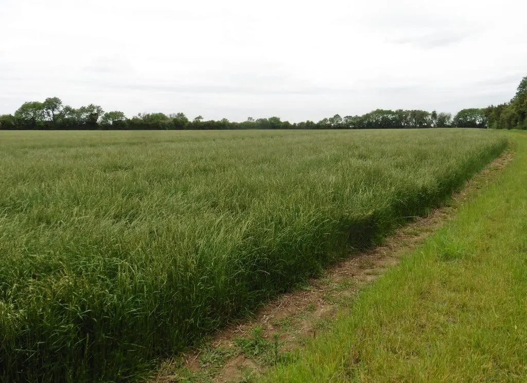 Photo: Boring Field, an 81m hill near Kimbolton, Northamptonshire, central England.