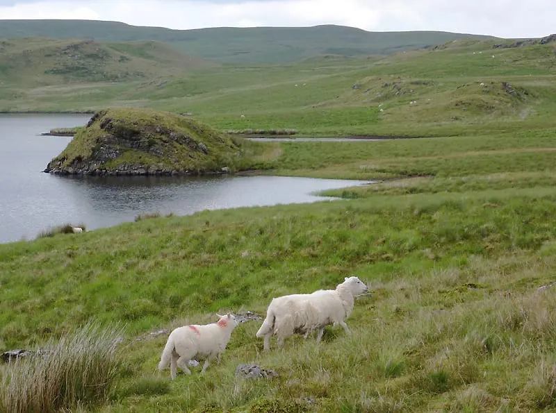 Photo of Teifi Pools, a lake near Pontrhydfendigaid, Ceredigion, mid Wales.