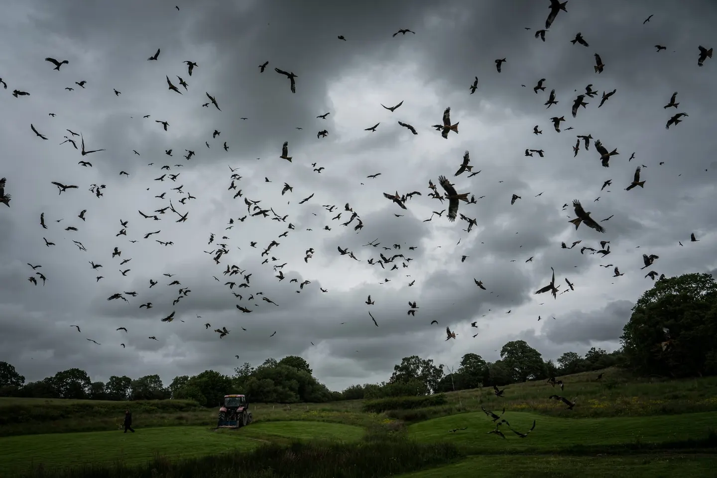 Photo of Gigrin Farm Red Kite Feeding Station, a visitor attraction near Rhayader, the Powys, mid Wales.