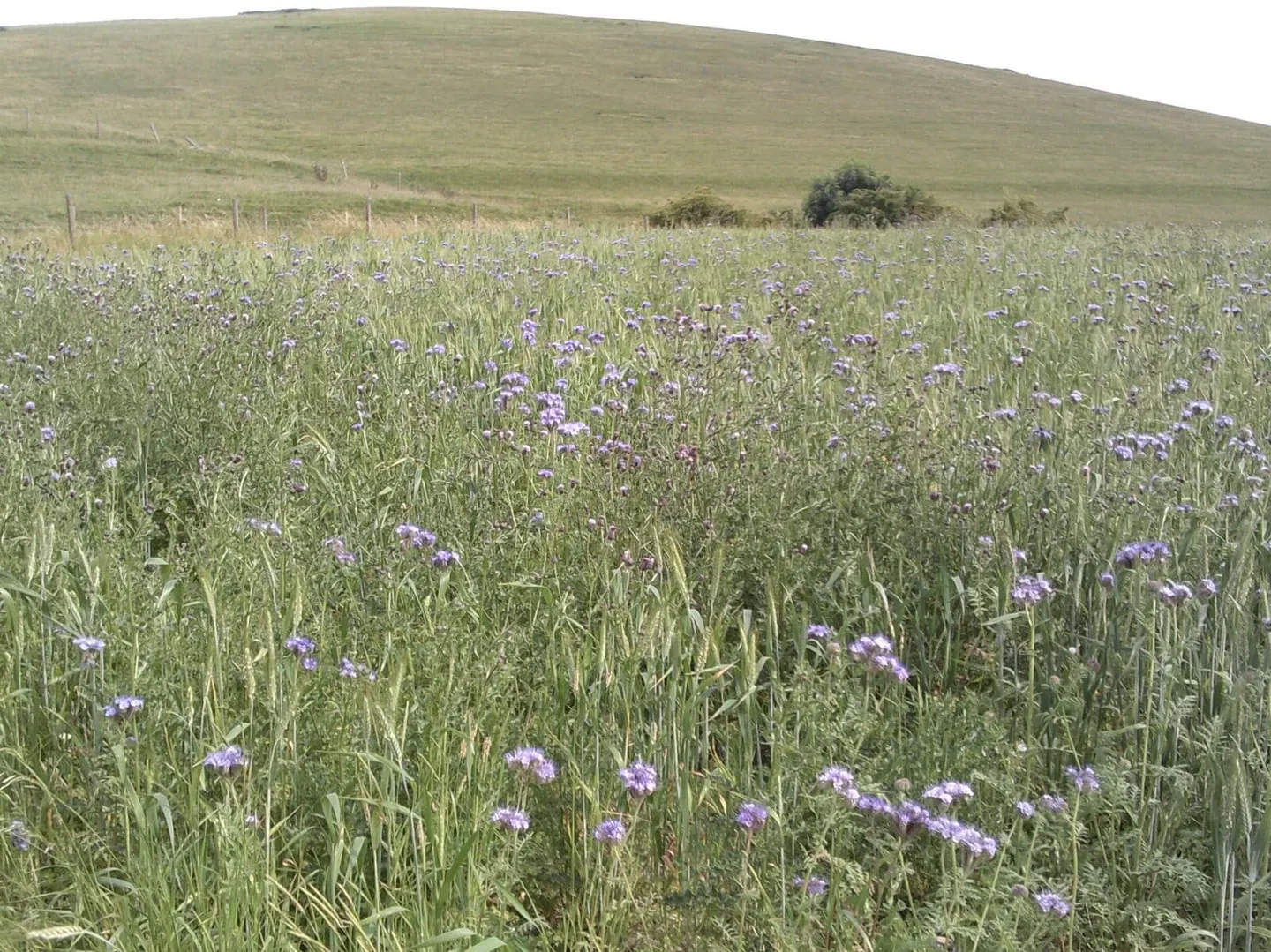 Photo: Milk Hill, a 294m hill near Avebury in the North Wessex Downs, Wiltshire, south west England.
