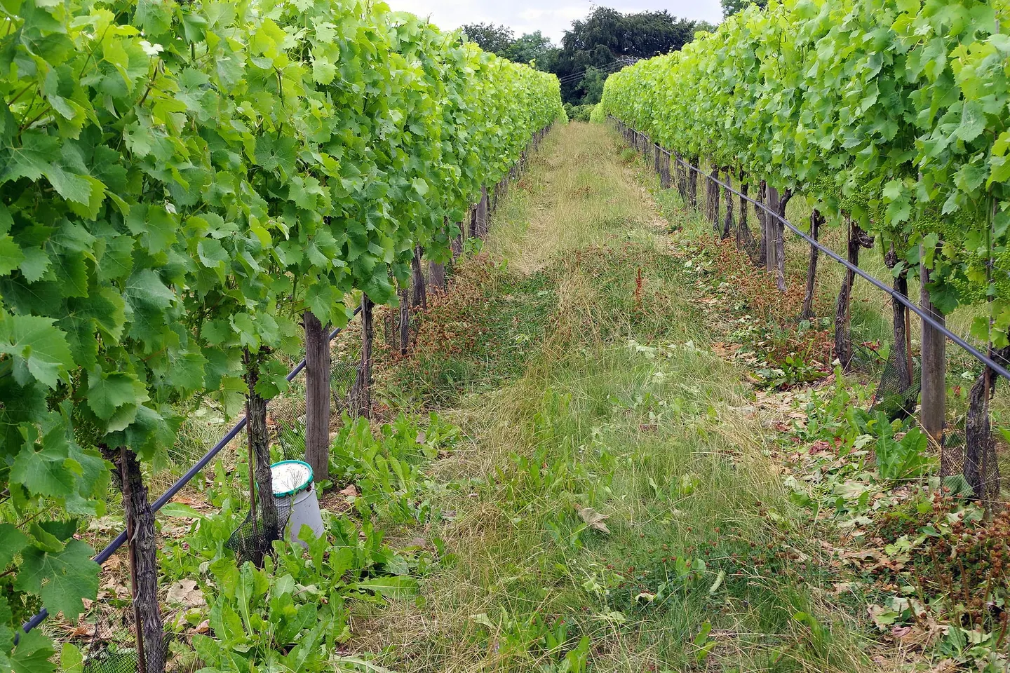 Photo of Woodchester Valley Vineyard, a vineyard in the Cotswolds, Gloucestershire, south west England.