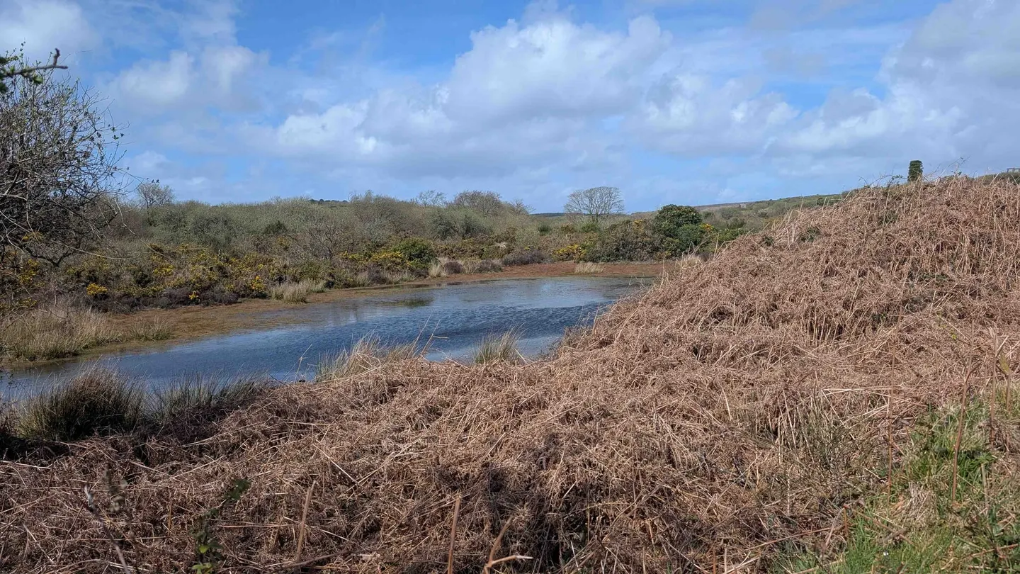 Photo of Lower Porkellis, a nature reserve near Helford, Cornwall, south west England.