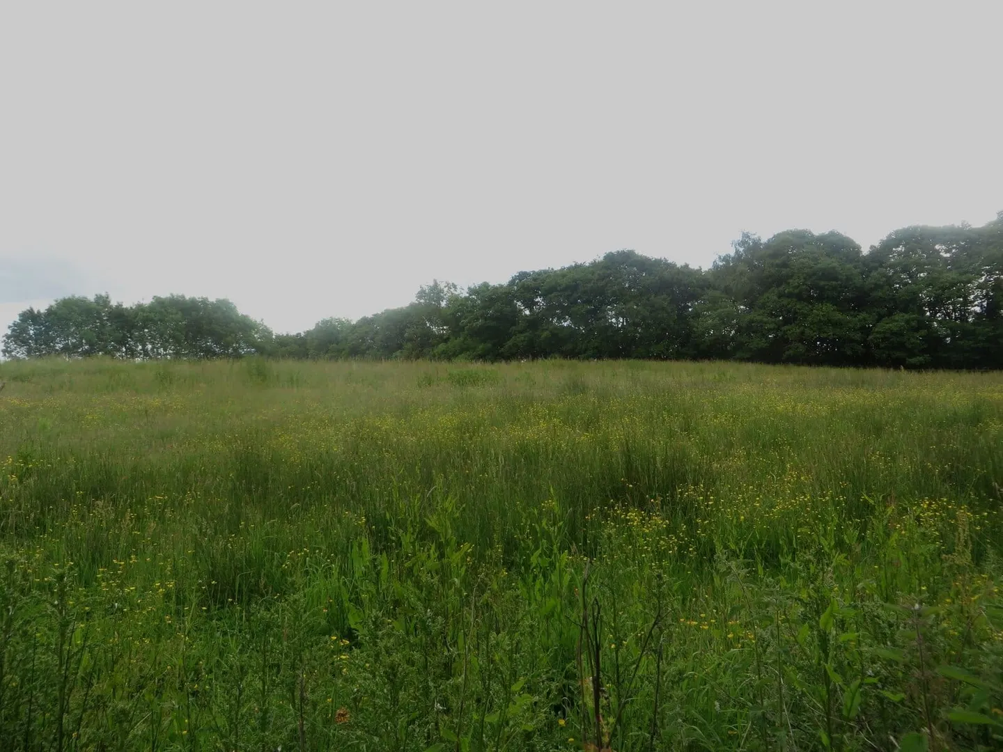 Photo of Plessey Woods Country Park, a country park near Newbiggin-by-the-Sea, Northumberland, north east England.
