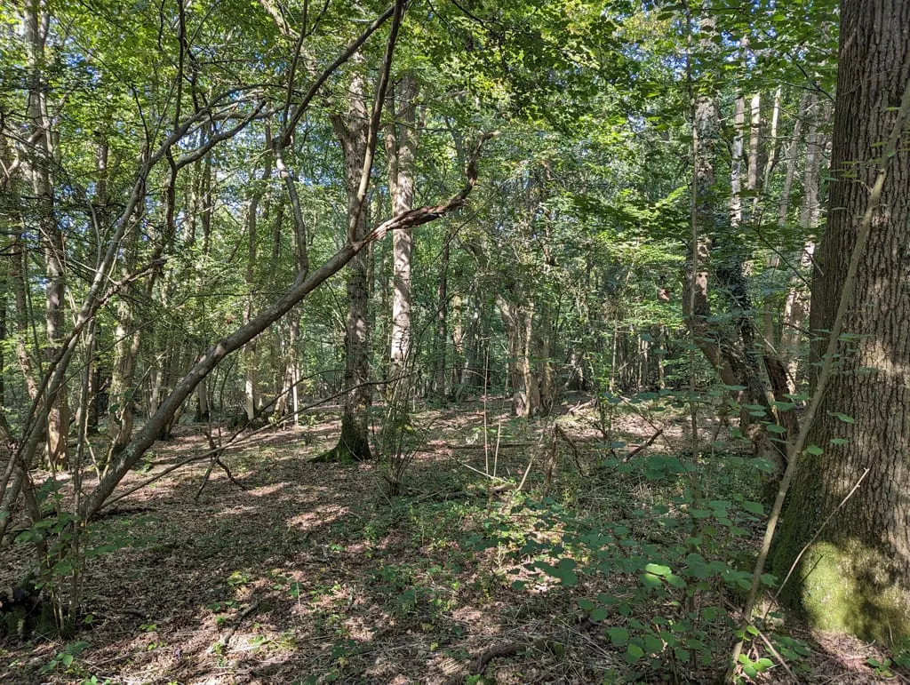 Photo of Mountnoddy Wood, a nature reserve near Crawley, Surrey, south east England.