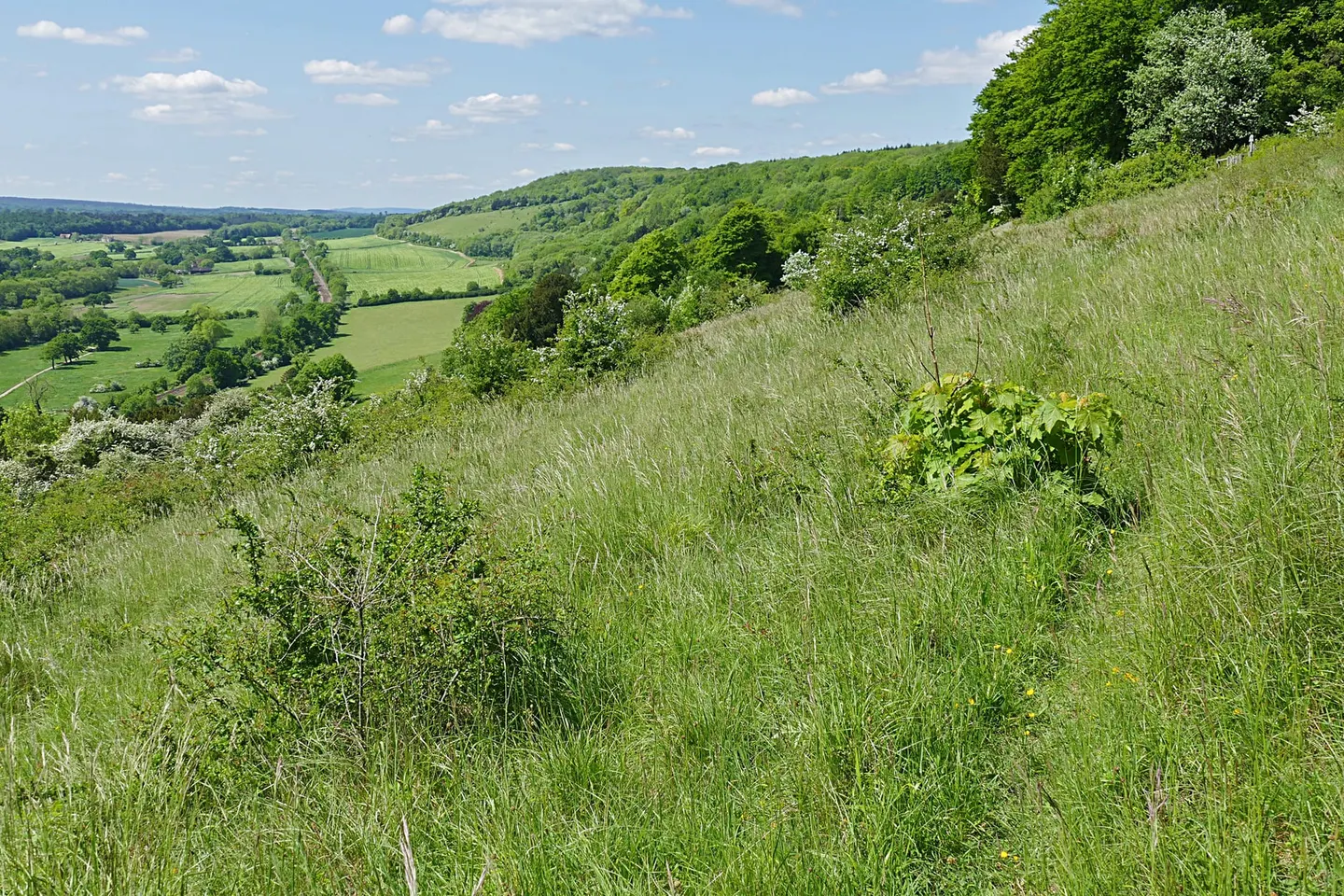 Photo of Denbies Hillside, a country estate near Dorking, Surrey, south east England.