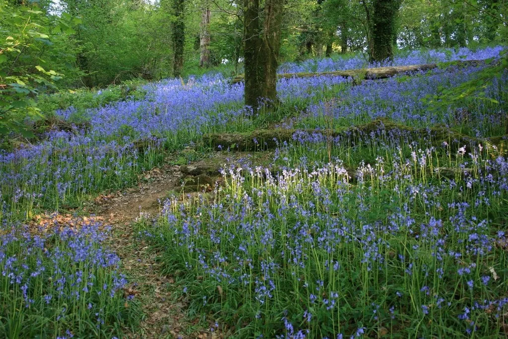 Photo of Lady's Wood and Viaduct Meadow, a Site of Special Scientific Interest near Ivybridge in Dartmoor, Devon, south west England.