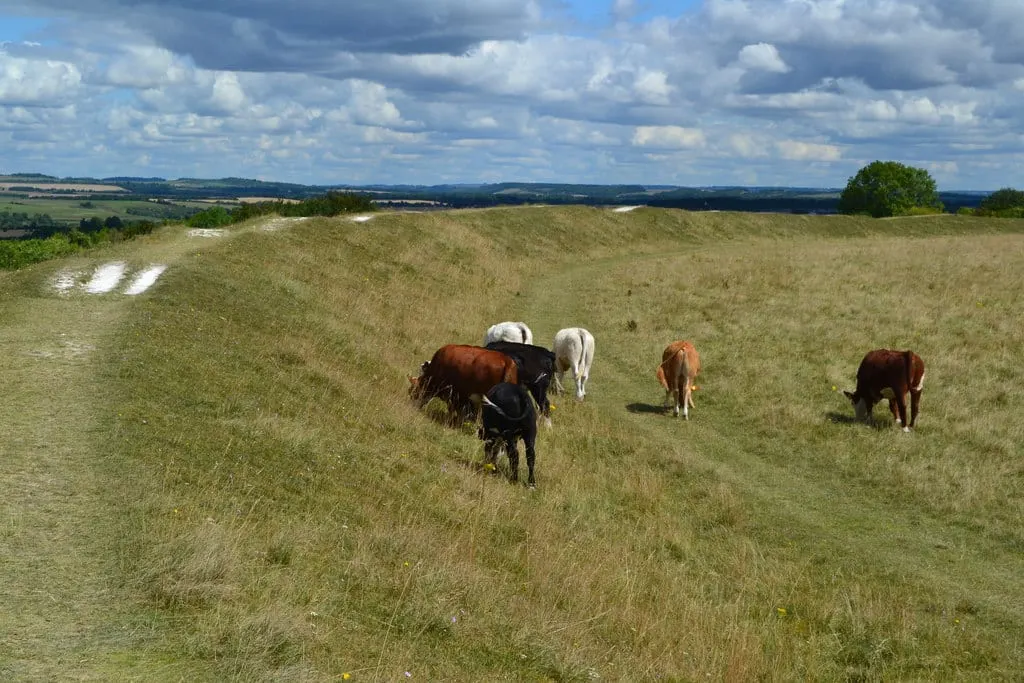 Photo of Figsbury Ring, a Site of Special Scientific Interest near Stratford-sub-Castle, Wiltshire, south west England.