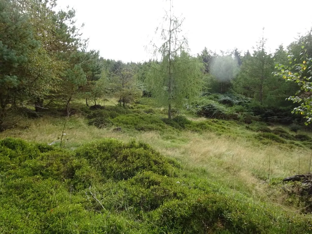 Photo of Bucknell Wood Meadows, a Site of Special Scientific Interest near Sulgrave, Northamptonshire, central England.