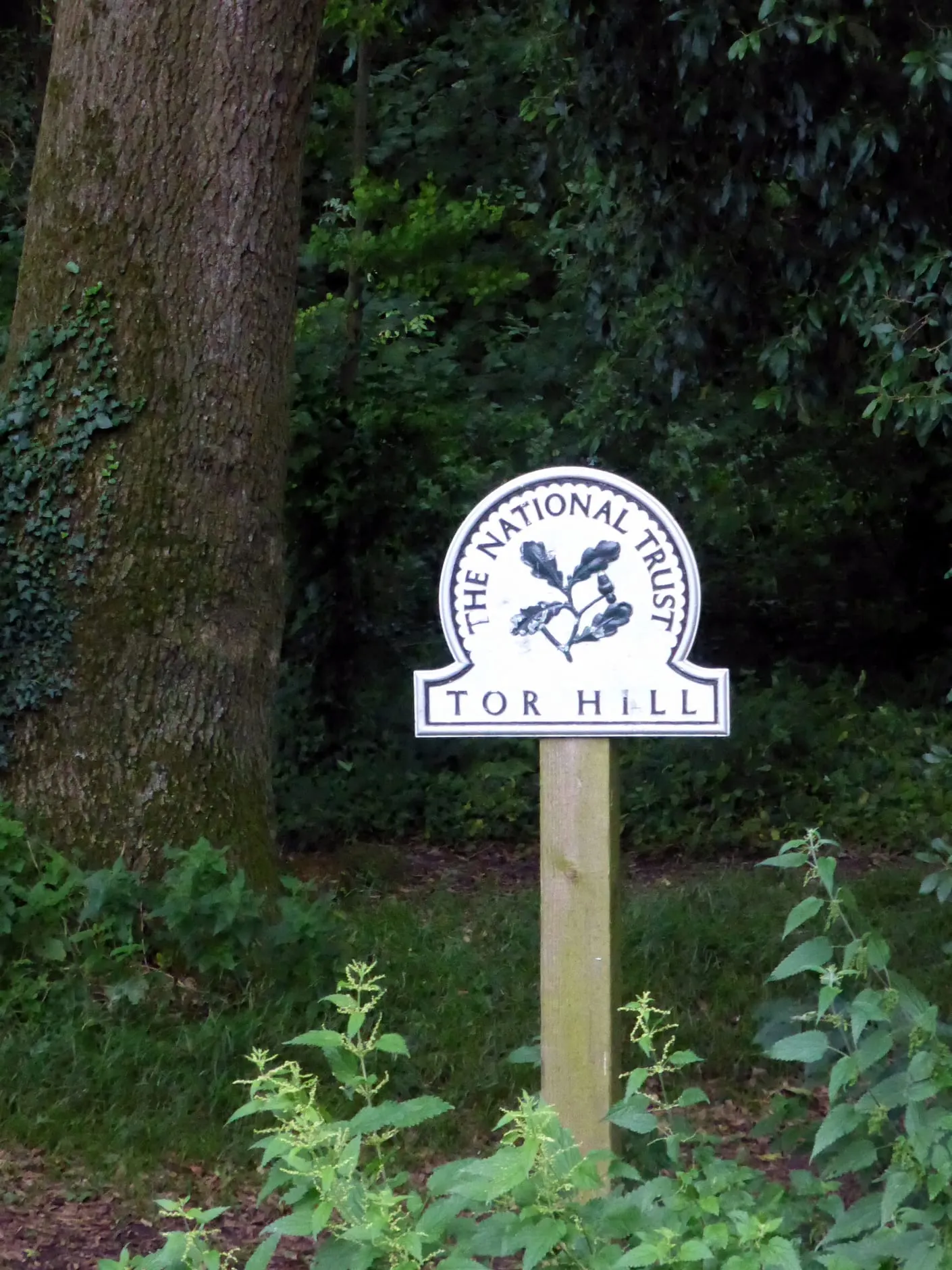 Photo of Tor Hill Wood, Wells, a nature reserve in Somerset, south west England.