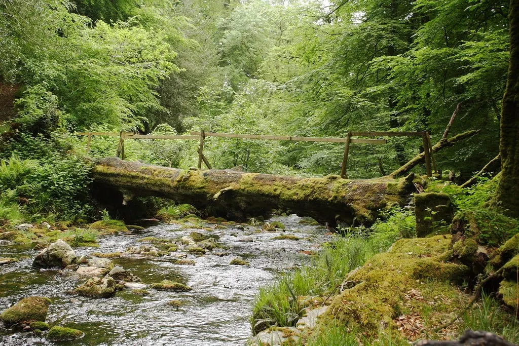 Photo of Dendles Wood, a National Nature Reserve near Ivybridge in Dartmoor, Devon, south west England.