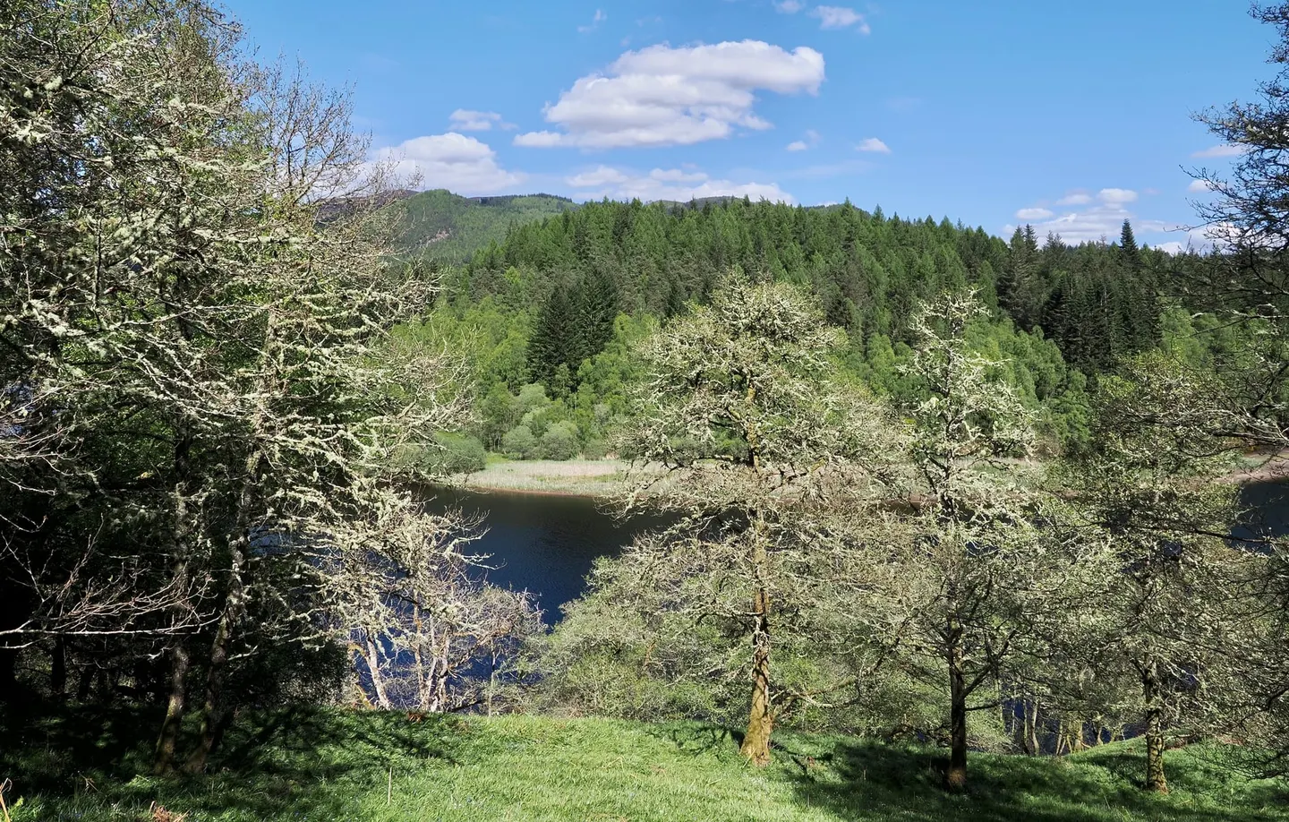 Photo of Faskally Wood, a visitor attraction near Pitlochry, Perth and Kinross, central Scotland.