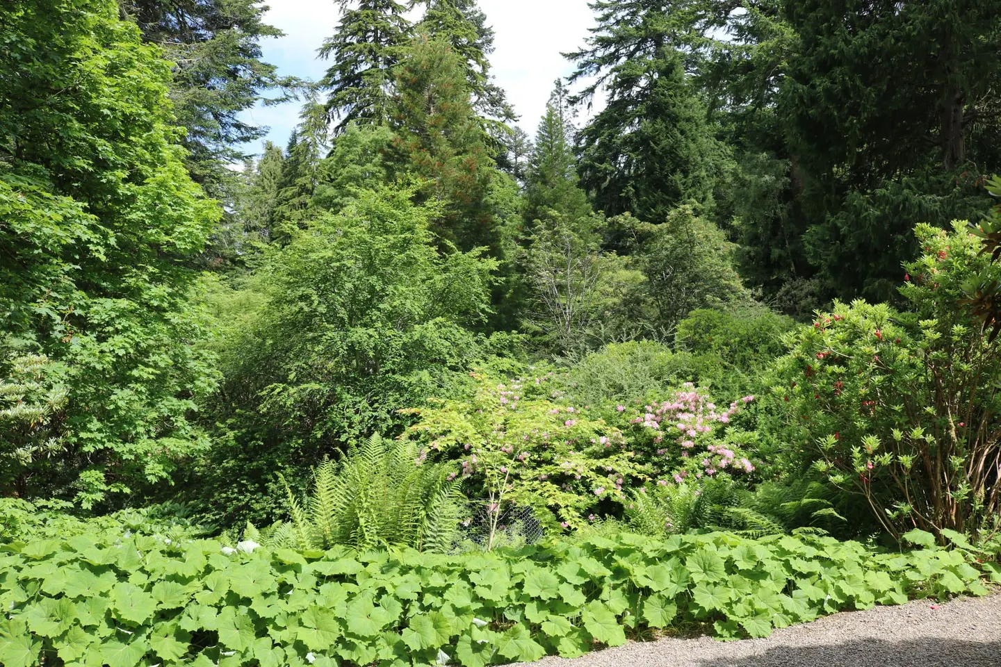 Photo of Dawyck Botanic Garden, a garden near Stobo in Upper Tweeddale, the Scottish Borders, southern Scotland.