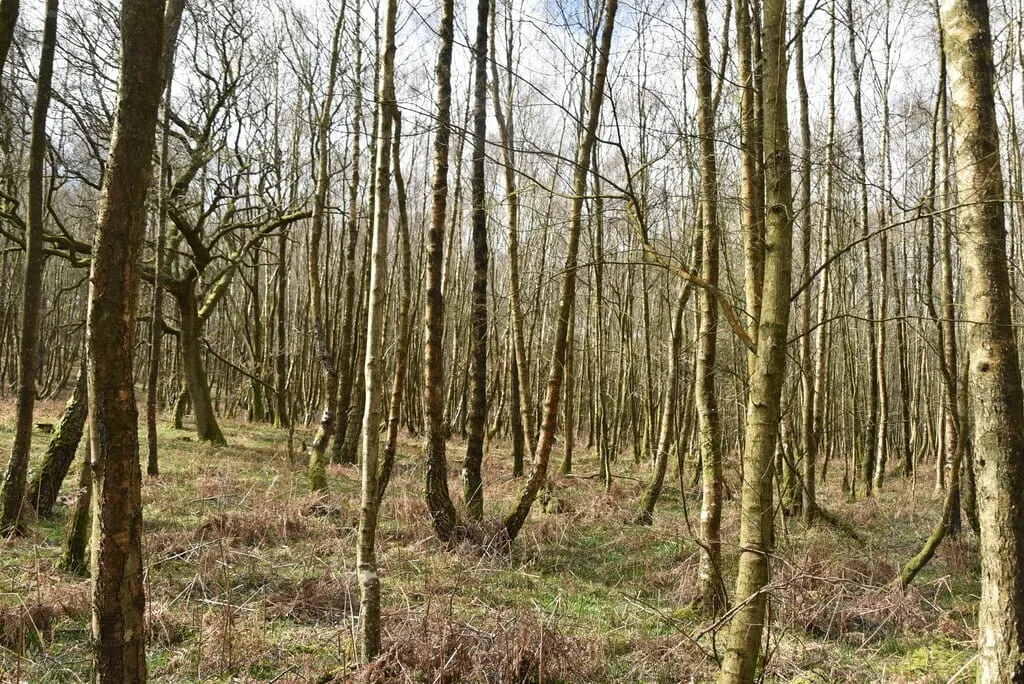 Photo of Darwell Wood, a Site of Special Scientific Interest near Robertsbridge in the High Weald, East Sussex, south east England.