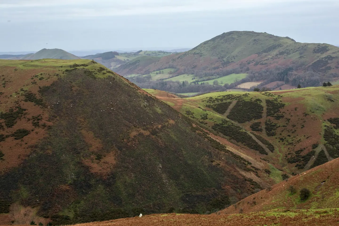 Photo of Long Mynd, a Site of Special Scientific Interest near Little Stretton, Shropshire, central England.