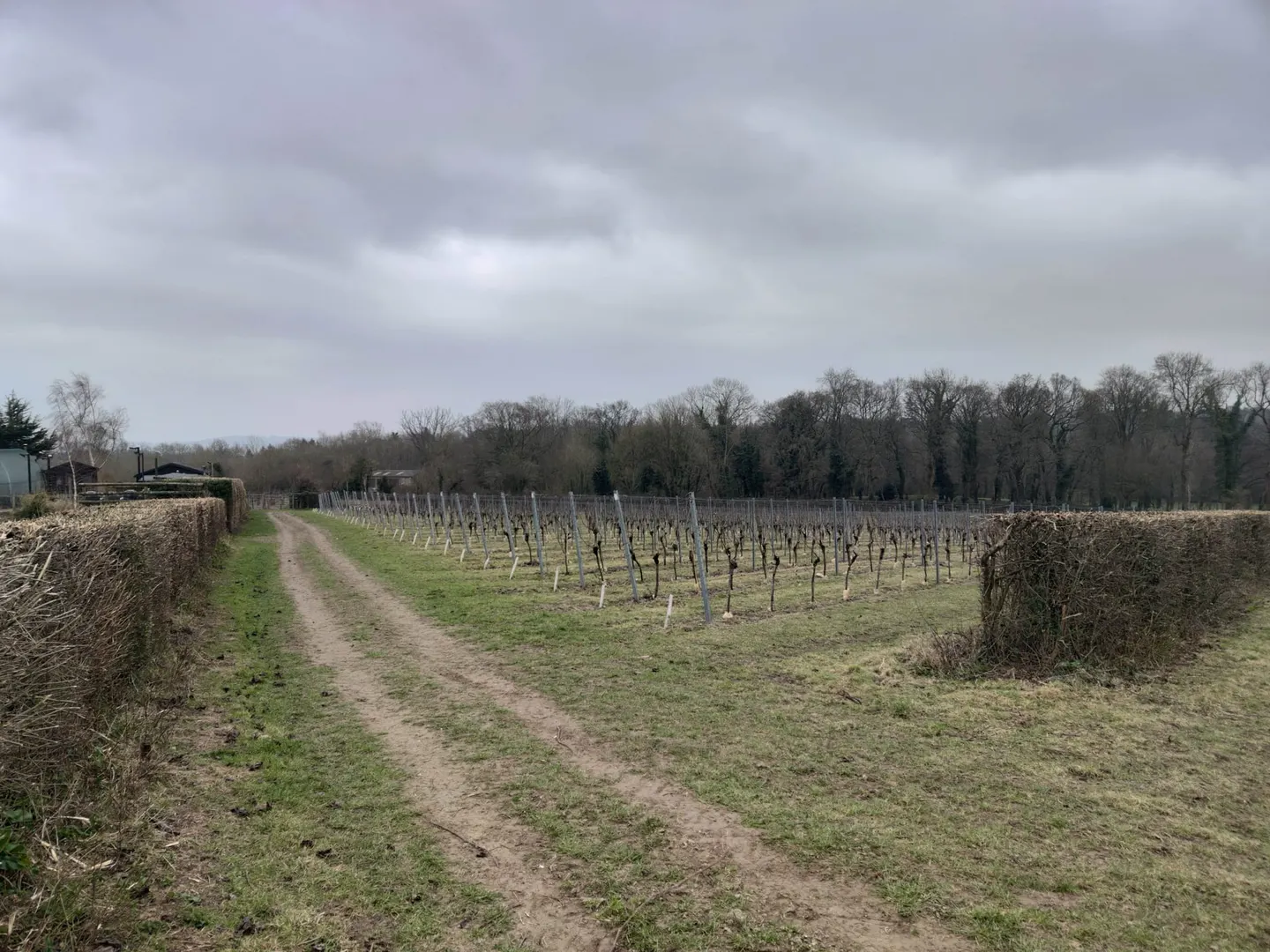 Photo of Greyfriars Vineyard, a vineyard near Puttenham, Surrey, south east England.