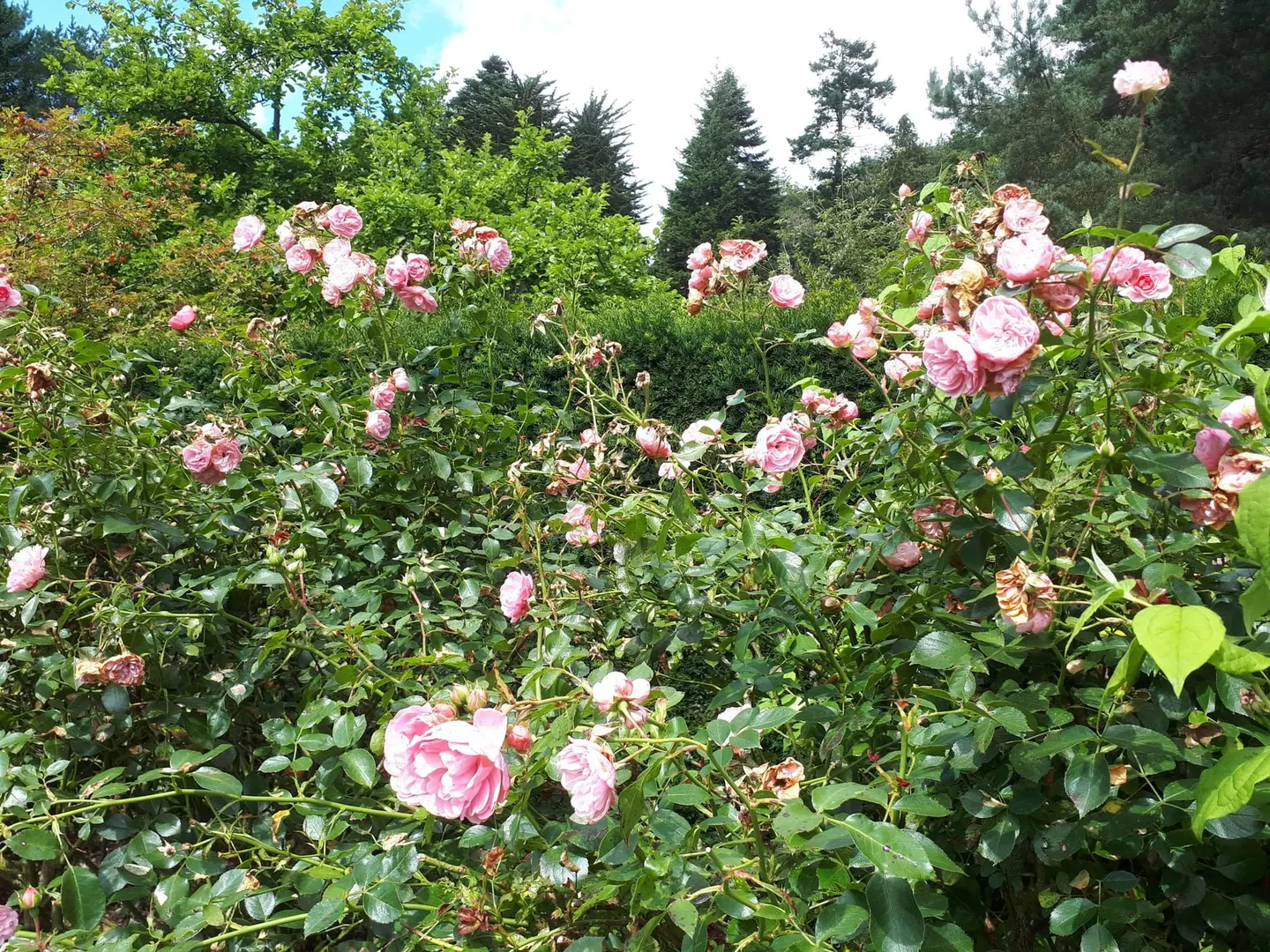 Photo of Parcevall Hall Gardens, a garden near Appletreewick in the Yorkshire Dales, North Yorkshire, northern England.