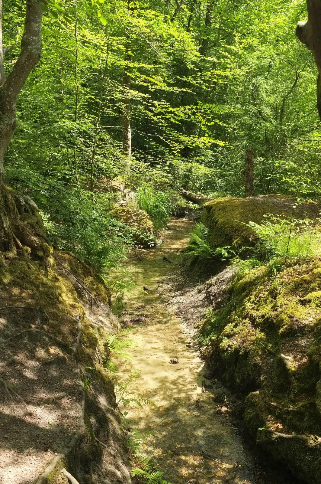 Photo of Decoy Country Park, a country park near Shaldon, Devon, south west England.