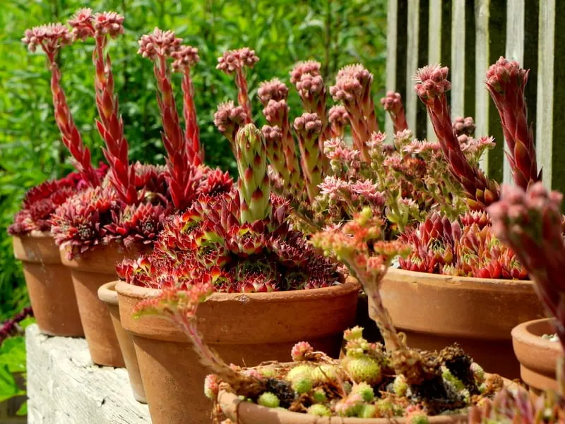 Photo of Marchants Hardy Plants, a garden near Laughton, East Sussex, south east England.