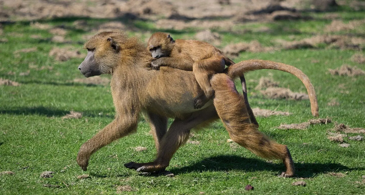 Photo of Port Lympne Reserve, a visitor attraction near Hythe, Kent, south east England.
