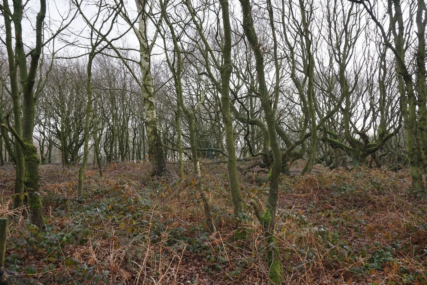 Photo of Pex Hill Country Park, a country park near Warrington, Merseyside, north west England.